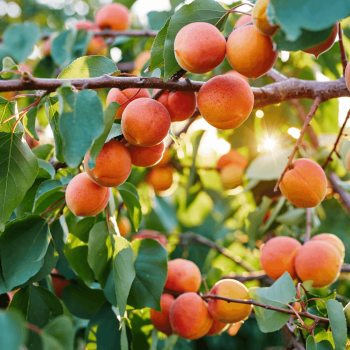 PRUNUS armeniaca Bergeron