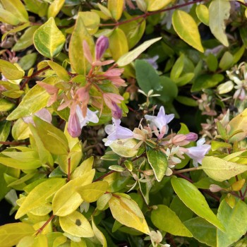 ABELIA x grandiflora Gold Spot