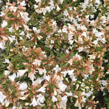ABELIA x grandiflora Pinky Bells