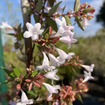 ABELIA x grandiflora Sherwood