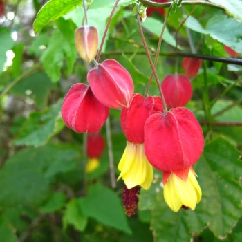 ABUTILON megapotanicum Big Bell