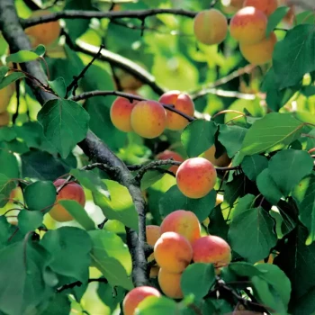 PRUNUS armeniaca Rouge du Roussillon