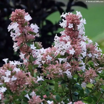 ABELIA x chinensis Selection