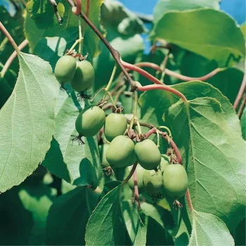 ACTINIDIA arguta Super Issai
