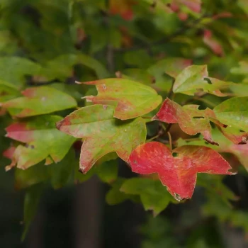 ACER buergerianum