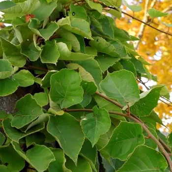 ACTINIDIA deliciosa Minkimâle