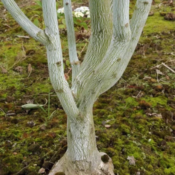 ACER davidii Viper