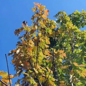 ACER x freemanii Autumn Blaze