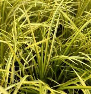Acorus gramineus Argenteostriatus