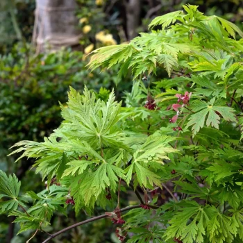 ACER japonicum Meigetsu