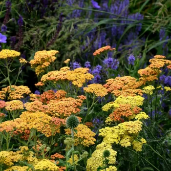 ACHILLEA millefolium Cerise Queen