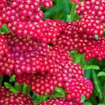 ACHILLEA millefolium red beauty