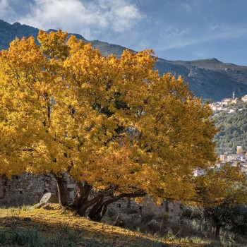 ACER monspessulanum