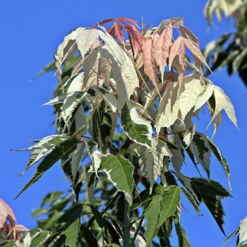 ACER negundo Flamingo
