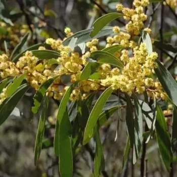 ACACIA obliquinervia