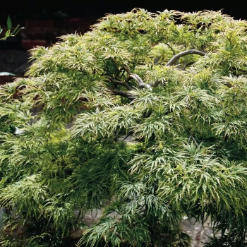 ACER palmatum dissectum Crimson Princess