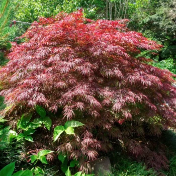 ACER palmatum dissectum Crimson Queen