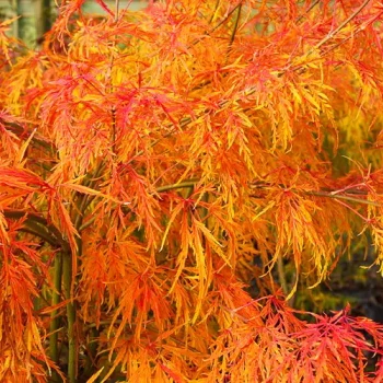 ACER palmatum dissectum Flavescens