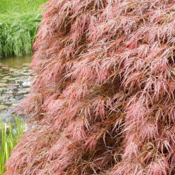ACER palmatum dissectum Garnet
