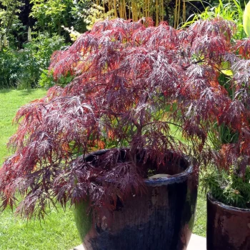 ACER palmatum dissectum Inaba Shidare