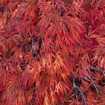 ACER palmatum dissectum Orangeola