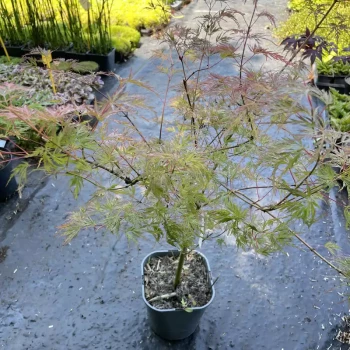 ACER palmatum dissectum Seiryu