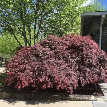 ACER palmatum dissectum Tamuke Yama