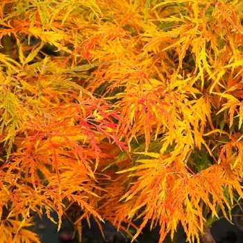 ACER palmatum dissectum Viridis