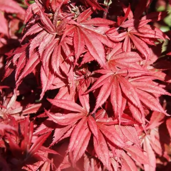 ACER palmatum Japanese Sunrise