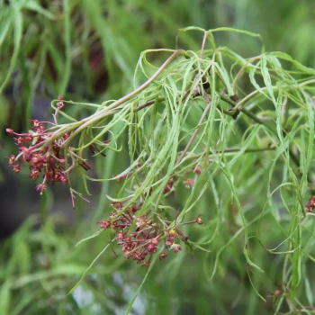 ACER palmatum Koto No Ito