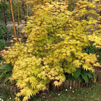 ACER palmatum Orange Dream