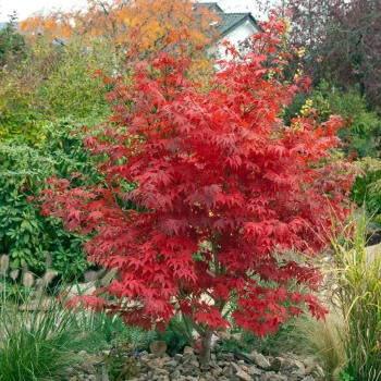 ACER palmatum Osakazuki