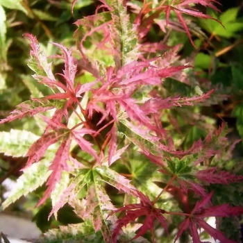 ACER palmatum Phoenix