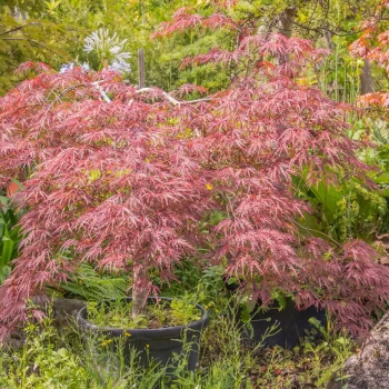 ACER palmatum Red Pygmy