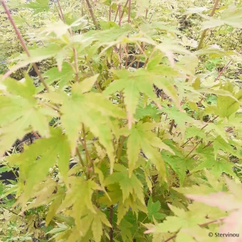 ACER palmatum Red Wood