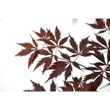 ACER palmatum Reticulatum