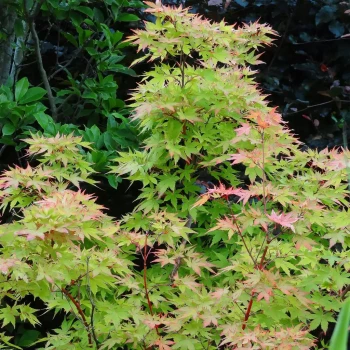 ACER palmatum Sango Kaku