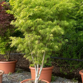 ACER palmatum Scolopendrifolium