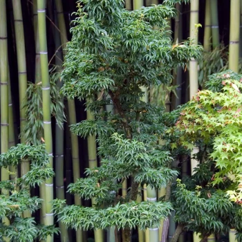 ACER palmatum Shishigashira