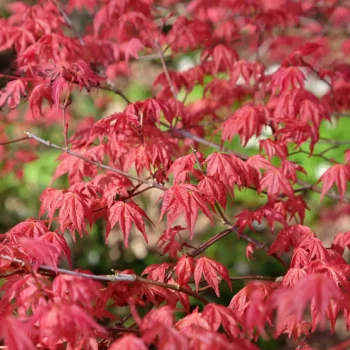 ACER palmatum Shin Deshojo