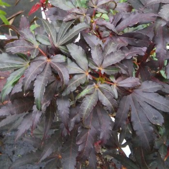 ACER palmatum Skeeter's Broom