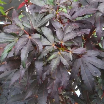 ACER palmatum Skeeter's Broom