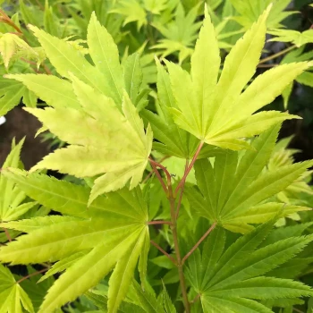 ACER palmatum Summer Gold