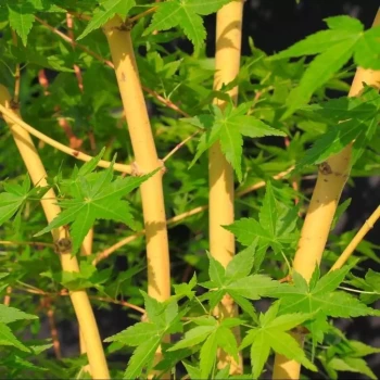 ACER palmatum Ukigumo