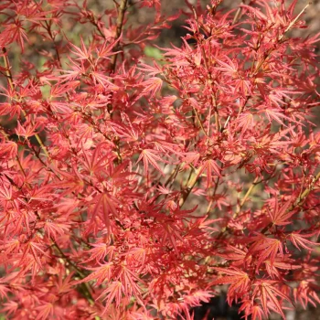 ACER palmatum Wilson's Pink Dwarf