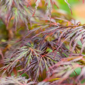 ACER palmatum Ornatum