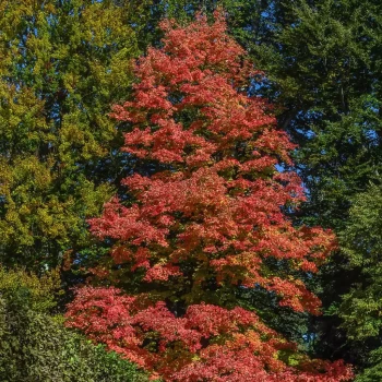 ACER rubrum Fairview Flame