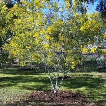 ACACIA spectabilis