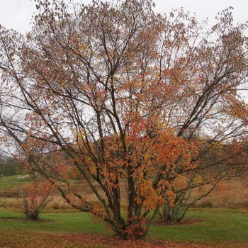 ACER tataricum Ginnala