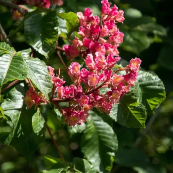 AESCULUS carnea Briotii